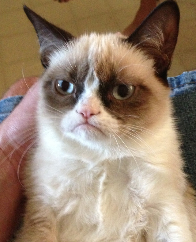 grumpy cat thumbnail